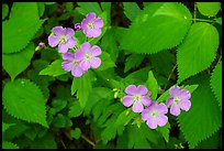 Spring Beauty flowers. New River Gorge National Park and Preserve ( color)