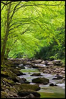 Trees with fresh spring leaves above Glade Creek. New River Gorge National Park and Preserve ( color)