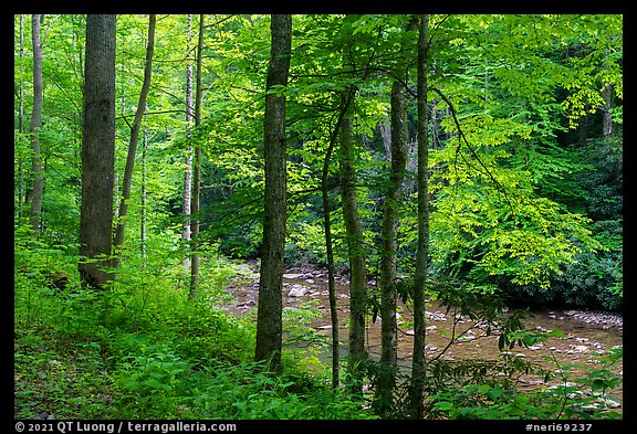 Trees with fresh spring leaves bordering Glade Creek. New River Gorge National Park and Preserve (color)