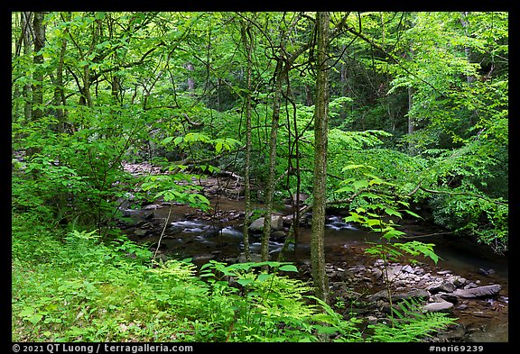 Spring forest and Glade Creek. New River Gorge National Park and Preserve (color)