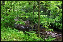 Spring forest and Glade Creek. New River Gorge National Park and Preserve ( color)