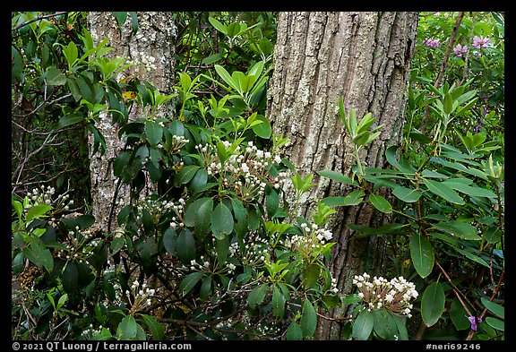 Budding Mountain Laurel and trees. New River Gorge National Park and Preserve, West Virginia, USA.