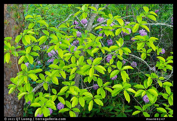 Leaves and rhododendrons. New River Gorge National Park and Preserve (color)