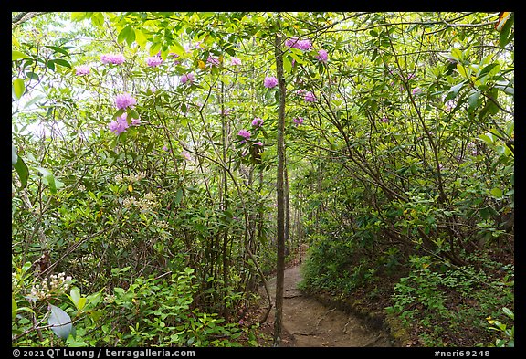 Rhododendrons and Long Point Trail. New River Gorge National Park and Preserve, West Virginia, USA.