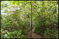 Rhododendrons and Long Point Trail. New River Gorge National Park and Preserve ( color)