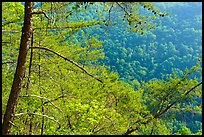 Trees and slopes from Long Point. New River Gorge National Park and Preserve ( color)