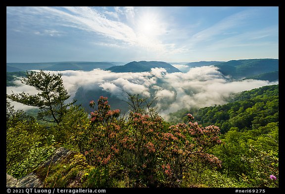 Flowers and breaking fog from Grandview North Overlook. New River Gorge National Park and Preserve, West Virginia, USA.