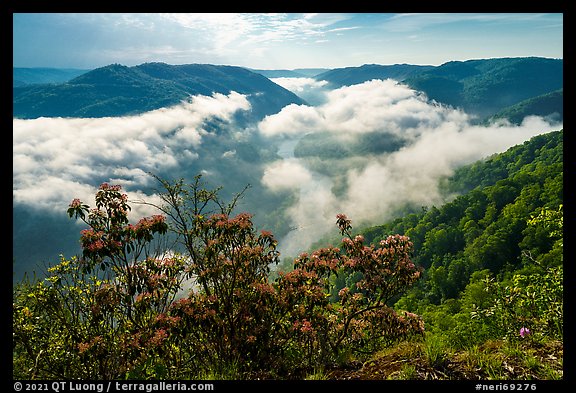 Flowers and dissipating fog from Grandview North Overlook. New River Gorge National Park and Preserve (color)