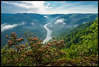 View over gorge with flowers from Grandview North Overlook. New River Gorge National Park and Preserve ( color)