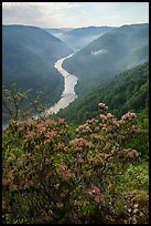 Flowers and river gorge from Grandview North Overlook, morning. New River Gorge National Park and Preserve ( color)