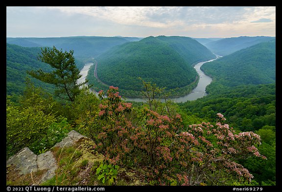 Flowers and new River bend from Grandview North Overlook. New River Gorge National Park and Preserve (color)