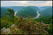 Flowers and new River bend from Grandview North Overlook. New River Gorge National Park and Preserve ( color)
