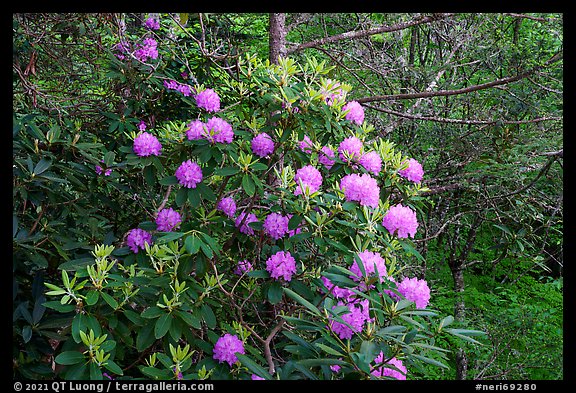 Rhododendrons. New River Gorge National Park and Preserve, West Virginia, USA.