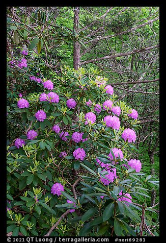 Rhododendrons bush. New River Gorge National Park and Preserve, West Virginia, USA.