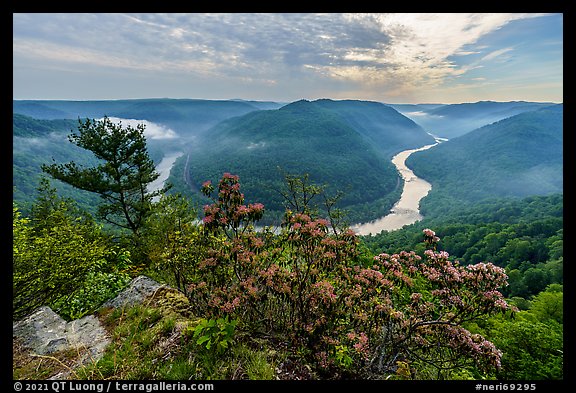 Horseshoe bend of gorge with flowers and mist from Grandview North Overlook. New River Gorge National Park and Preserve, West Virginia, USA.