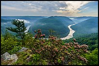 Horseshoe bend of gorge with flowers and mist from Grandview North Overlook. New River Gorge National Park and Preserve ( color)