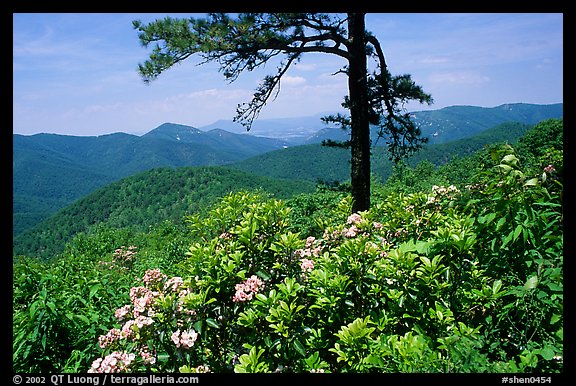 Rododendrons and tree from overlook on Skyline Drive. Shenandoah National Park, Virginia, USA.
