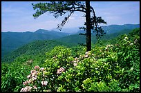 Rododendrons and tree from overlook on Skyline Drive. Shenandoah National Park ( color)