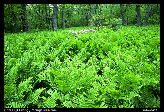 Ferns and rododendrons in spring. Shenandoah National Park