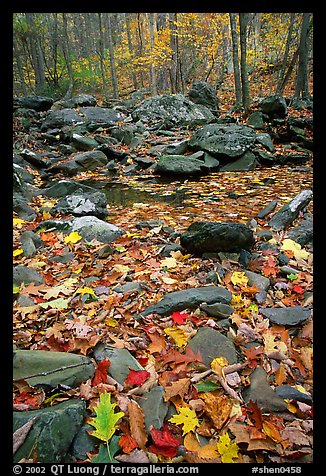 Fallen leaves and rocks in autumn. Shenandoah National Park, Virginia, USA.
