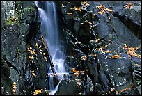 Cascade over dark rock with with fallen leaves. Shenandoah National Park ( color)