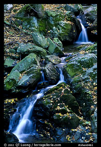Cascades of the Hogcamp Branch of the Rose River with fallen leaves. Shenandoah National Park, Virginia, USA.