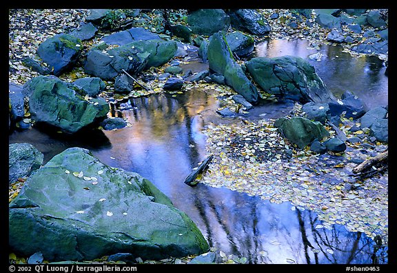 Reflexions of trees in a creek with fallen leaves. Shenandoah National Park (color)