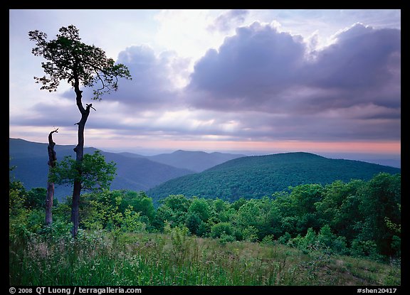 Tree and overlook in the spring. Shenandoah National Park, Virginia, USA.