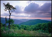 Tree and overlook in the spring. Shenandoah National Park ( color)