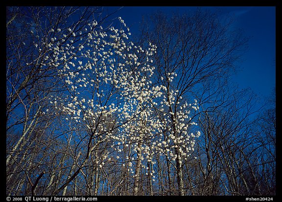 Tree in bloom amidst bare trees, afternoon. Shenandoah National Park, Virginia, USA.