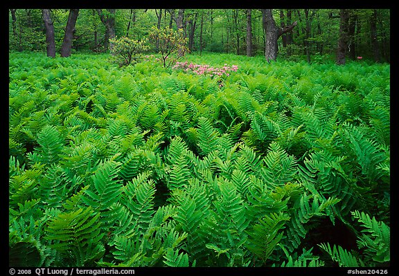 Ferns and flowers in spring. Shenandoah National Park (color)