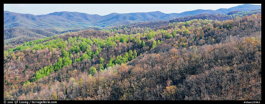 Hillside in early spring with some trees leafing out. Shenandoah National Park (color)
