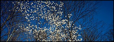 Early blooming tree amongst bare forest. Shenandoah National Park (Panoramic color)