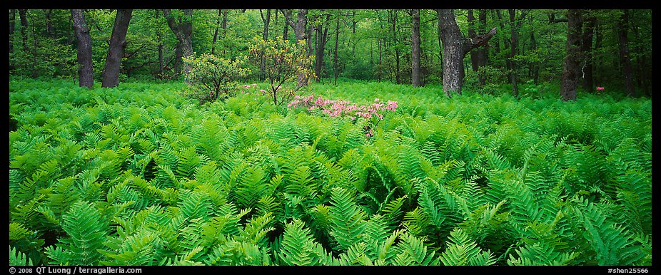 Tender green ferns and pink flowers in spring forest. Shenandoah National Park (color)