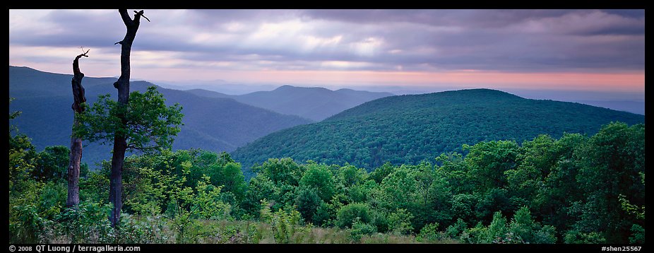 Hillside, forest and ridges in early summer. Shenandoah National Park (color)