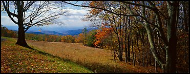 Clearing with trees in autumn colors and distant ridges. Shenandoah National Park (Panoramic color)