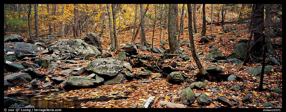 Forest scene with bright autumn leaves on the ground. Shenandoah National Park (color)