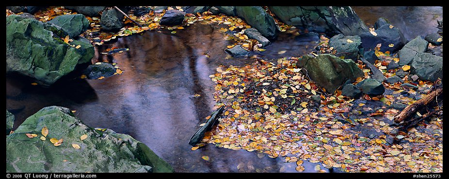 Autumn close-up of pond with fallen leaves and rocks. Shenandoah National Park (color)
