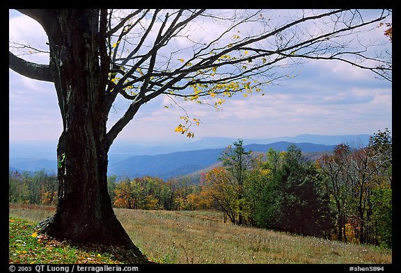 Big tree at Meadow overlook in fall. Shenandoah National Park, Virginia, USA.