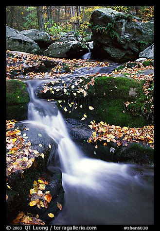 Creek and mossy boulders in fall with fallen leaves. Shenandoah National Park, Virginia, USA.