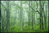 Forest in fog. Shenandoah National Park ( color)