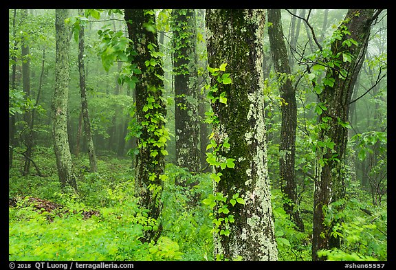 Foggy forest. Shenandoah National Park (color)