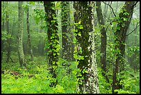 Foggy forest. Shenandoah National Park ( color)