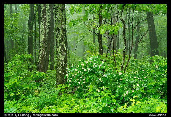 Blooms in foggy forest, Compton Gap. Shenandoah National Park (color)