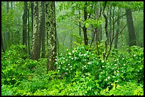 Blooms in foggy forest, Compton Gap. Shenandoah National Park ( color)