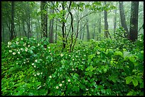 Blooms in misty forest, Compton Gap. Shenandoah National Park ( color)