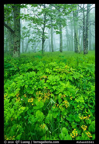 Wildflowers and foggy forest. Shenandoah National Park (color)
