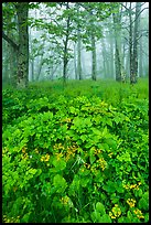 Wildflowers and foggy forest. Shenandoah National Park ( color)
