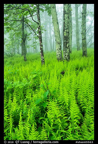 Ferns in forest with fog. Shenandoah National Park (color)