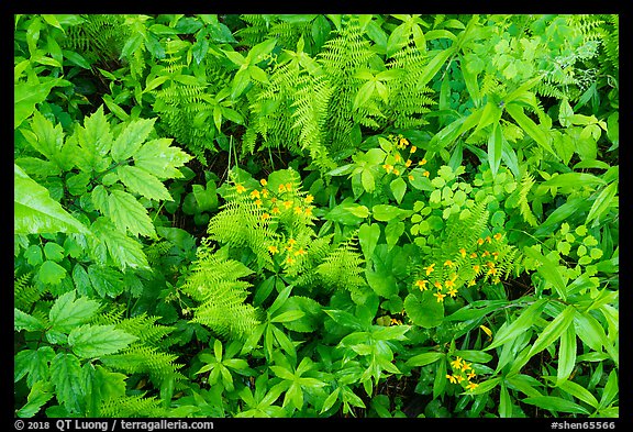 Close-up of undergrowth with wildflowers and ferns. Shenandoah National Park, Virginia, USA.